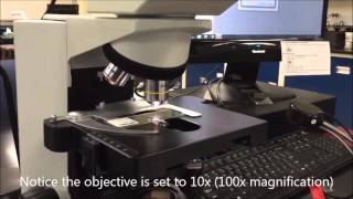 Measuring Cells with Microscope & Computer