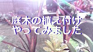 庭木の植え付け（１１月２１日）常緑エゴノキ