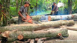 Chainsaw, the best skill to split sengon wood using a Husqvarna 395xp saw