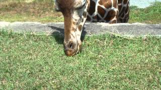 草をむしるキリン in 大森山動物園ミルヴェ