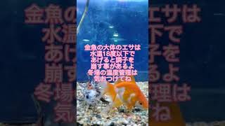 金魚飼育の豆知識 #shorts