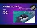 シャチのプロフィールと見分け方（神戸須磨シーワールド、名古屋港水族館、鴨川シーワールド）