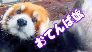 【レッサーパンダ】まるちゃんの屋内生活　January , 2022　Red Panda MARUMI at Maruyama Zoo