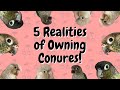 5 Conure Realities! | TheParrotTeacher