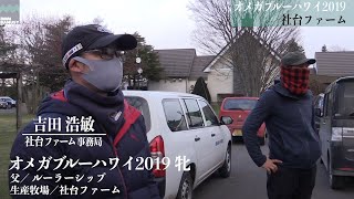 【スージーテイラー(オメガブルーハワイ2019)】_社台ファーム現地視察_2020年12月3日撮影