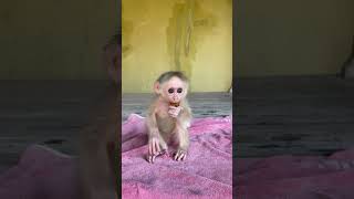 Minea Eat Fruit #monkey #lovely #babycare