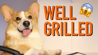 COOKIN' WITH TALENT - Topi the Corgi