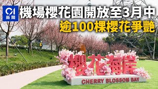 香港櫻花｜ 機場櫻花園即日開放至3月中　逾100棵櫻花爭艷｜01新聞｜機場櫻園｜賞櫻｜東涌｜日本｜好運來