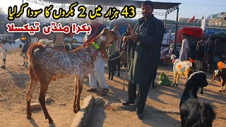 Nasseb Ka Katto Mall Bakra Mandi Taxila Update February 2025