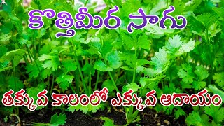 కొత్తిమీర సాగు || తక్కువ కాలంలో ఎక్కువ ఆదాయం || Coriander Cultivation