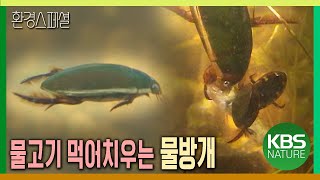 물고기 먹어치우는 물방개  [환경스페셜-곤충의 사생활, 사랑] / KBS 20000705 방송