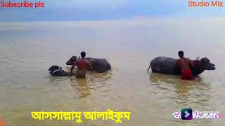 Scene of Buffalo bathing in the River Jamuna.যমুনা নদীতে মহিষ গোসল করার দৃশ্য।।