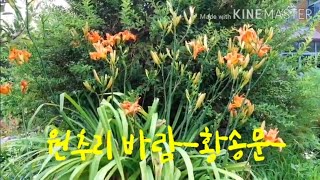 원추리바람#황송문#7월의 꽃#daylily