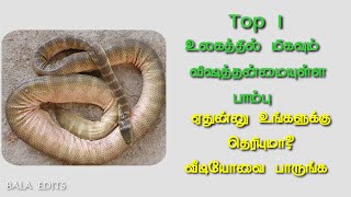 Top 10 Most Venomous Snake Species in world/Top 10 அதிக விஷம் உள்ள பாம்புகள்