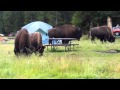 Bison in Yellowstone campsite 1 of 2 Bison in Yellowstone campsite 1 of 2
