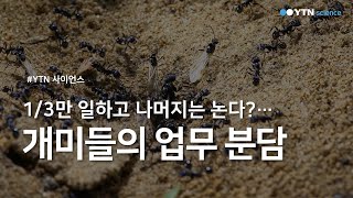 1/3만 일하고 나머지는 논다?…개미들의 업무 분담 / YTN 사이언스