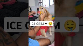 ‼️WILL DOG LIKE ICE CREAM‼️ #dog #dogs #doglover #doglife #dogshorts #goldenretriever