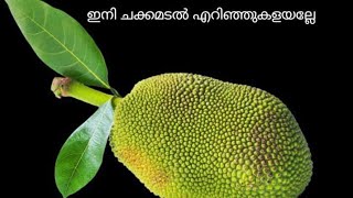 Jackfruit//ചക്ക //ഇനി ചക്കമടൽ എറിഞ്ഞു കളയരുതേ!!!@natureobscura