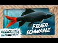 FEUERSCHWANZ | FISCHENZYKLOPÄDIE | ZOO ZAJAC