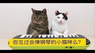 你见过会弹钢琴的小猫咪么？这或许是你最后一次见它！