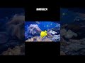 너무 예쁜 희귀한 노란색 열대어의 이름은 신기한동물 funanimal 열대어 tropicalfish fish