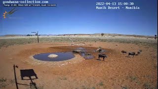 NamibiaCam: Warthog piglets wallowing in the overflow