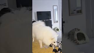 Dog plays and listens to the cat meows 😊 #dog #japanesespitz #dogs #spitz