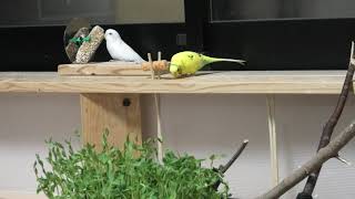 4Kインコのおやつ「かじりま専科」をつつきながら落とす。とってあげたら逃げるBudgie Budgerigar Parakeet