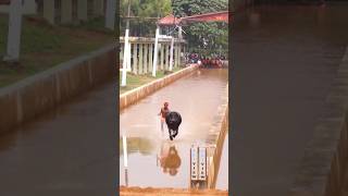 Kambala kudi miyyar karkala #kambala #kambula #tulunadu #mangalore #udupi #kundapura #sports #race