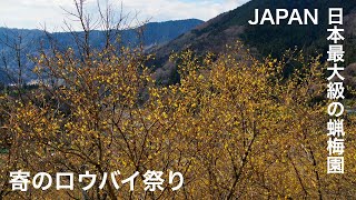 [Robai Festival] Japan's largest 20,000 wax plum (Robai) garden - early spring and winter flowers