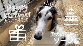 【愛犬の誕生日を祝おう！】ソーン（ボルゾイ）の２歳の誕生日を心を込めてお祝いしました！！