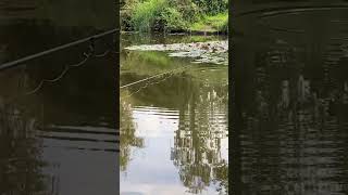 Summer Floater fishing, carp feeding on the surface