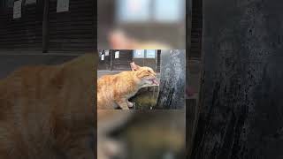 野良猫が水を飲みたそうなので蛇口をひねった結果…#shorts