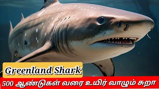 500 Years Old Greenland Shark | 500 ஆண்டுகள் வரை உயிர் வாழும் சுறா | Unknown facts