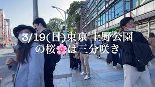 【4K】Ueno Park Cherry Blossoms in Ueno Park are 30% blooming🌸 19th March 2023【東京 上野恩賜公園 桜開花三分咲🌸】