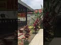 villa puncak mamang tea..di sewakan