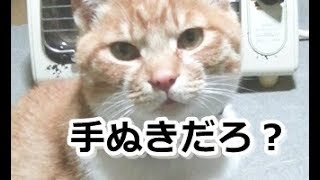 鳴き声（訴え声？）詰め合わせ【侵入した野良仔猫】～家猫修行中～