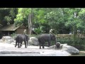 Singapore Zoo - Elephants at Work &  Play Show