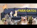 DIY ARRANHADOR PARA GATOS LINDO E BARATO - Super FÁCIL