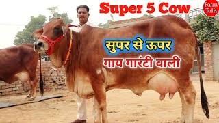 असली 18 लीटर गारंटी 👍 Super Sahiwal Cow ✅ क्वॉलिटी में दम है 👌 ध्यानचंद की 5 गाय 👌 Cow Farm Talk