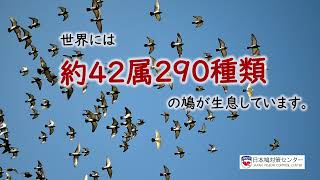 孤独を愛する鳩、群れることが好きな鳩