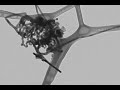 germanium nanowires tem tomography