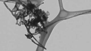 Germanium nanowires TEM tomography