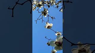 Flowers in backlight/Taiziwan park