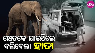 Khairguda News: ଖଇରଗୁରା ଗାଁନେ ହାତୀ ଗୁହୁଡାର ହାବଡେ ପଡିକରି ଚାଷୀର ଗଲା ଜୀବନ୍