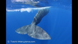 🐳今シーズン初のマッコウクジラに出会ったときのシーン／Sperm Whale Encounter