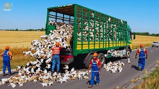 How Transporting Millions of Rabbits -The Biggest Heavy Machinery | Agriculture Technology