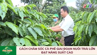 Cách chăm sóc cà phê giai đoạn nuôi trái lớn đạt năng suất cao