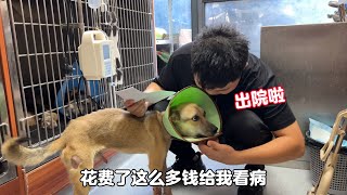 The dog was discharged from the hospital in Kangfu, and was deeply moved by the benefactor.