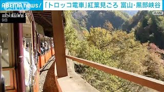 日本一深いV字峡谷・富山の黒部峡谷を走る「トロッコ電車」で紅葉見ごろ　(2024年11月9日)